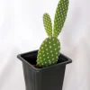 Bunny Ear Cactus Live Plant – Opuntia Microdasys – 2 inch Pot - Image 1