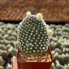 Bunny Ear Cactus Live Plant - Opuntia Microdasys in 2 inch or 4 inch Pot - Image 1