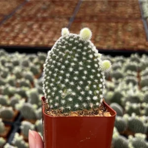 Bunny Ear Cactus Live Plant - Opuntia Microdasys in 2 inch or 4 inch Pot - Image 2
