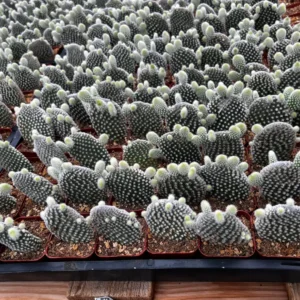 Bunny Ear Cactus Live Plant - Opuntia Microdasys in 2 inch or 4 inch Pot - Image 4
