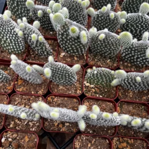 Bunny Ear Cactus Live Plant - Opuntia Microdasys in 2 inch or 4 inch Pot - Image 6