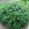 Burford Holly Live Plant 2.5 inch Pot - Evergreen Shrub for Hedges & Privacy - Image 1