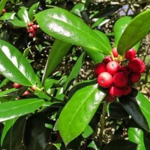 Burford Holly Live Plant 2.5 inch Pot - Evergreen Shrub for Hedges & Privacy - Image 2