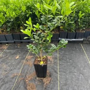 Burford Holly Live Plant – Evergreen Shrub – 1 Quart Pot – Outdoor - Image 3