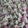 Burgundy Glow Ajuga Reptans Live Plant - Carpet Bugle Groundcover 4 inch Pot - Image 1