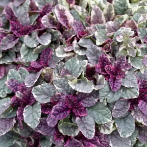 Burgundy Glow Ajuga Reptans Live Plant - Carpet Bugle Groundcover 4 inch Pot - Image 2