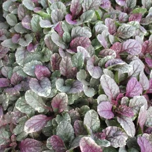 Burgundy Glow Ajuga Reptans Live Plant - Carpet Bugle Groundcover 4 inch Pot - Image 1