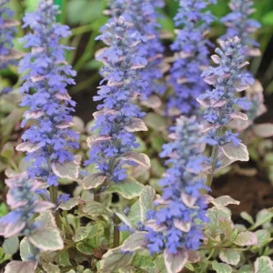 Burgundy Glow Ajuga Reptans Live Plant - Carpet Bugle Groundcover 4 inch Pot - Image 4