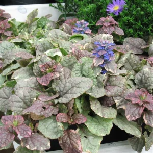Burgundy Glow Ajuga Reptans Live Plant - Carpet Bugle Groundcover 4 inch Pot - Image 5