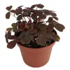 Burgundy Gold Lucky Shamrock Oxalis Live Plant – 2.5" Pot – Indoor/Fairy Garden - Image 1