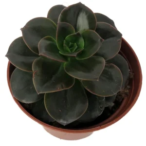 Burgundy Pearl Desert Rose Succulent - Echeveria Live Plant - 2.5