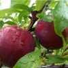 Burgundy Plum Tree Live Plant - 3 Feet Tall - Ships in 3 Gallon Pot - Image 1