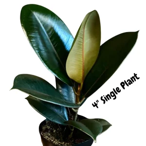 Burgundy Rubber Tree - Ficus Elastica Live Indoor Plant - 2 inch Pot - Image 3