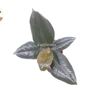Burgundy Rubber Tree Live Plant – Ficus Elastica – 4 inch Pot – Indoor - Image 2