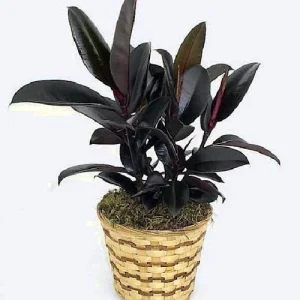 Burgundy Rubber Tree Live Plant – Ficus elastica – 4 inch Pot – Indoor Houseplant - Image 2