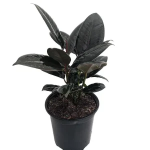 Burgundy Rubber Tree Live Plant – Ficus elastica – 4 inch Pot – Indoor Houseplant - Image 1