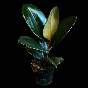 Burgundy Rubber Tree Live Plant - Ficus Elastica - 4