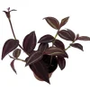 Burgundy Tradescantia Live Plant – 2.5 inch Pot – Indoor Houseplant - Image 1