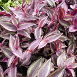 Burgundy Tradescantia Live Plant – 2.5 inch Pot – Indoor Houseplant - Image 3
