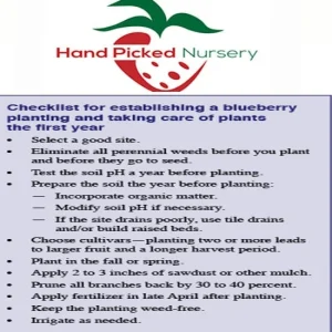 Burlington Northern Highbush Blueberry Live Plant - 3 Year Old - 18-24 inches Tall - Outdoor Edible Fruit - Image 2