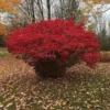 Burning Bush Bare Root Plant - 2 Rooted Cuttings 8-12 Inches - Fiery Red Fall Color Outdoor Shrub - Image 1