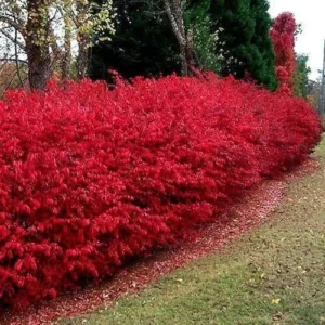 Burning Bush Bare Root Plant - 2 Rooted Cuttings 8-12 Inches - Fiery Red Fall Color Outdoor Shrub - Image 2