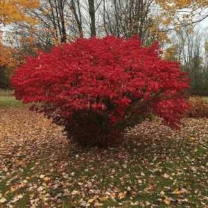 Burning Bush Bare Root Plant - 2 Rooted Cuttings 8-12 Inches - Fiery Red Fall Color Outdoor Shrub - Image 1
