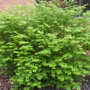 Burning Bush Bare-root Plant - Euonymus Alatus Compacta - Deciduous Shrub - Zones 4-9 - Image 2