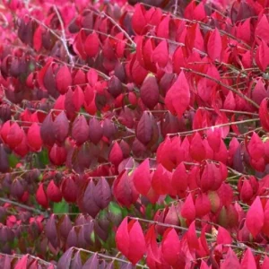 Burning Bush Bare-root Plant - Euonymus Alatus Compacta - Deciduous Shrub - Zones 4-9 - Image 1