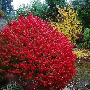 Burning Bush Bare-root Plant - Euonymus Alatus Compacta - Deciduous Shrub - Zones 4-9 - Image 5