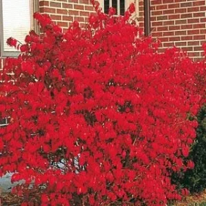 Burning Bush 'Compacta' Live Plant - 4 inch Container - 6-12 inches Tall - Image 2