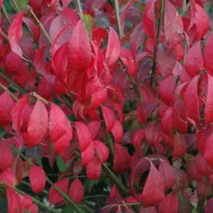 Burning Bush Cuttings - Set of 12 Unrooted, 6-8 Inches Tall, Euonymus alatus - Image 2
