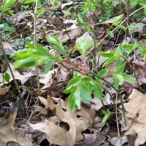 Burning Bush (Euonymus alatus) Live Bare Root Plant - 12+ Inches Tall - Set of 2 Outdoor Shrubs - Image 3