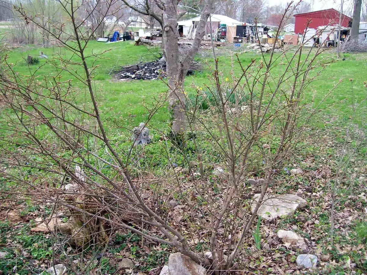 Burning Bush Live Bare Root Seedling Plant 4-8 Inches - Deciduous, Outdoor - Image 5