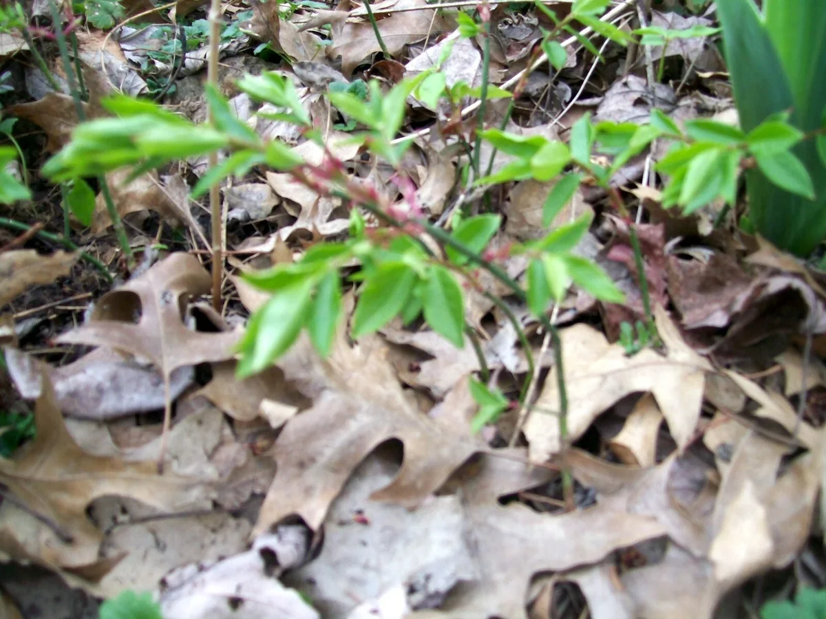 Burning Bush Live Bare Root Seedling Plant 4-8 Inches - Deciduous, Outdoor - Image 7