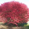 Burning Bush Live Plant (Euonymus Alatus 'Compacta') - Set of 3, 2.5" Containers, 4-6" Tall - Image 1