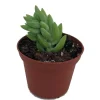 Burro's Tail Succulent Live Plant - Sedum Burrito - 2.5" Pot - Indoor - Image 1
