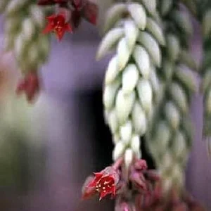 Burro's Tail Succulent Live Plant - Sedum Burrito - 2.5