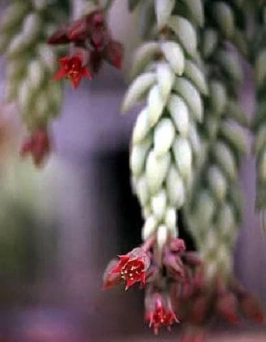 Burro's Tail Succulent Live Plant - Sedum Burrito - 2.5" Pot - Indoor - Image 2