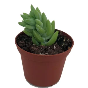 Burro's Tail Succulent Live Plant - Sedum Burrito - 2.5" Pot - Indoor - Image 1