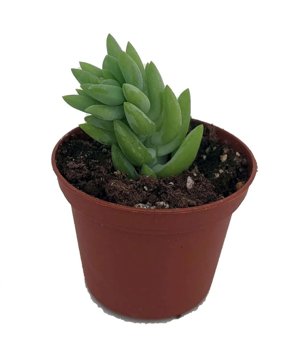 Burro's Tail Succulent Live Plant - Sedum Burrito - 2.5" Pot - Indoor - Image 1