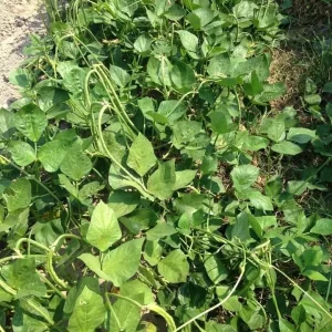 Bush Long Green Bean Seeds - Non-GMO Sweet Bean Seeds for Planting - Image 2