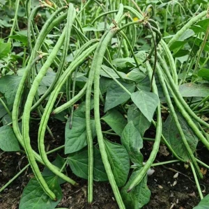 Bush Long Green Bean Seeds - Non-GMO Sweet Bean Seeds for Planting - Image 1