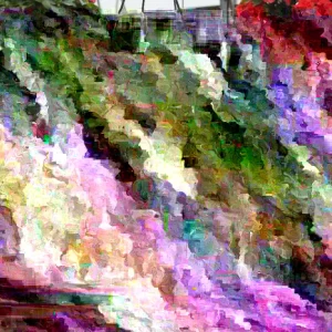 Busy Lizzy Impatiens Accent Premium White Flower Seeds - 100 Seeds, Annual - Image 2