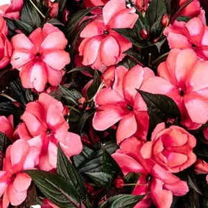 Busy Lizzy Impatiens Seeds - Rose Star Mix, 500 Seeds, Pink & Red Flowers, Sun & Shade - Image 1