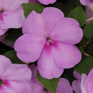Busy Lizzy Impatiens Xtreme Lilac Seeds - 500 Count - Annual Flower Seeds - Image 1