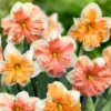 Butterfly Double Mixed Daffodil Bulbs - 5 Pack, Multicolor, Perennial, Full/Partial Sun - Image 1