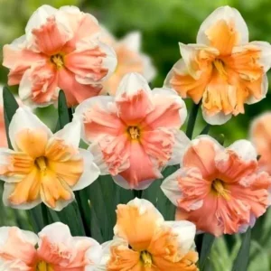 Butterfly Double Mixed Daffodil Bulbs - 5 Pack, Multicolor, Perennial, Full/Partial Sun - Image 1