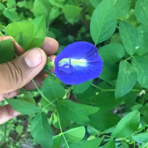 Butterfly Pea Flower Seeds - Vibrant Blue Vine, Climber, Nitrogen Fixer - Image 10