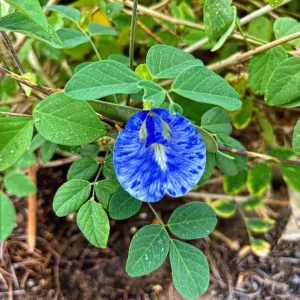 Butterfly Pea Flower Seeds - Vibrant Blue Vine, Climber, Nitrogen Fixer - Image 4